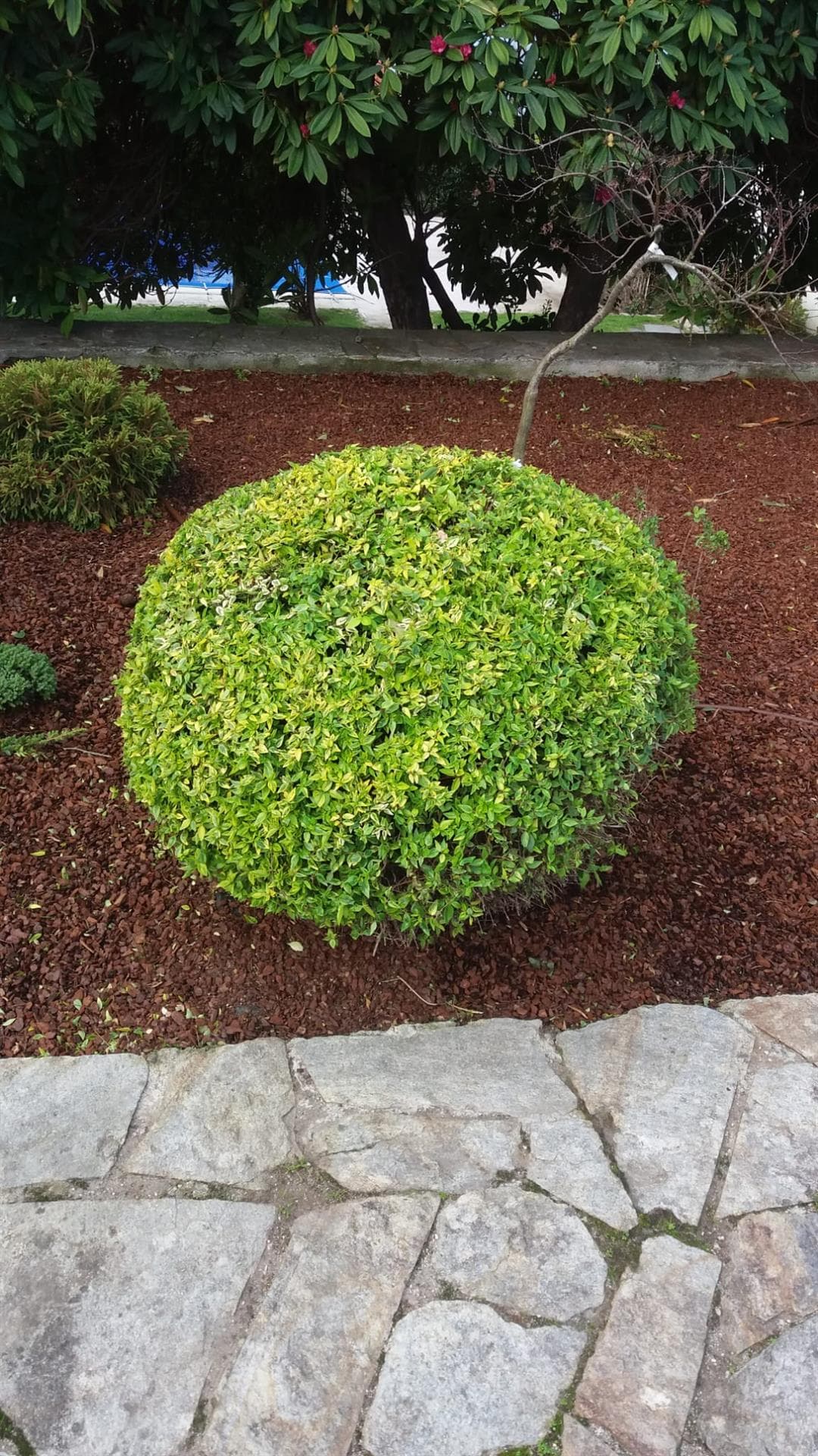 Trabajos de Azur Jardineros